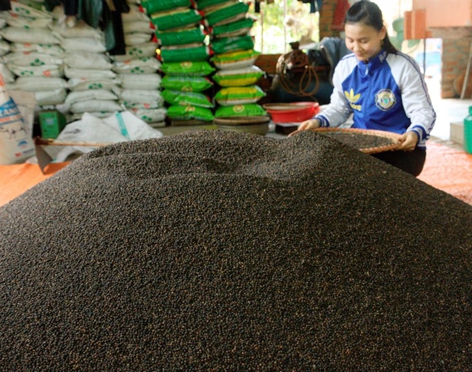 Prices of Vietnam black pepper drop