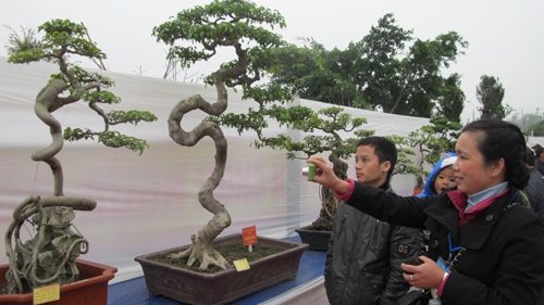 Bonsai exhibition to open in Ho Chi Minh City next week