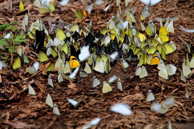 The season of butterflies in Cat Tien