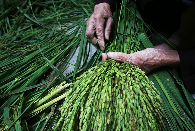 Autumn spirit served up in the form of rice flakes by Hanoi village