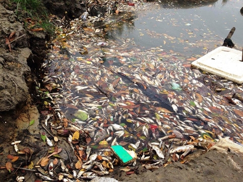 Authorities investigate mass fish die-off in central Vietnam