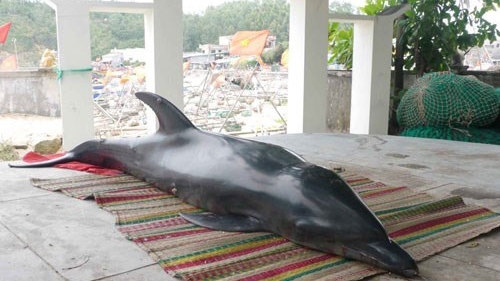 Vietnam's male dolphin believed dead on female’s 1st death anniversary