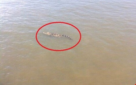 Crocodile alert for river near Ho Chi Minh City