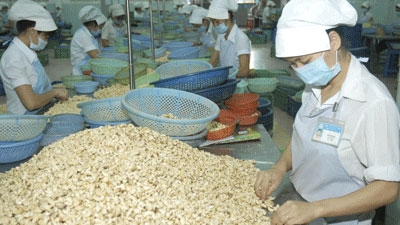 Cashew exports likely to remain stable