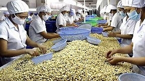 Vietnam organises cashew-themed ‘rendezvous'