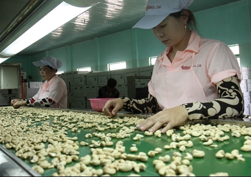 Cashew prices reach highest in a decade