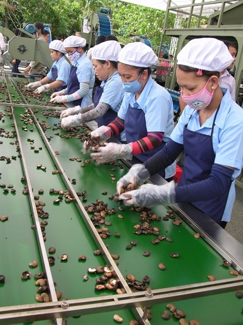 Cashew industry lowers export goal