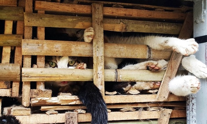 Vietnam’s nascent network of animal rescue volunteers seeks coalition