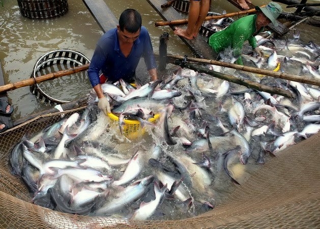 Seeking “swimming path” for catfish exports