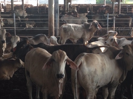 Cattle supply from Australia still suspended