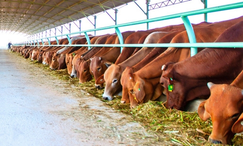 Imports driving Vietnam cattle farmers out of business