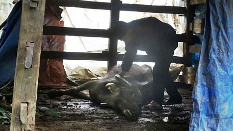 Almost 2,000 cattle die in cold weather in northern Vietnam