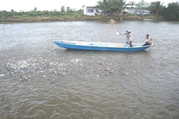 US likely to approve Vietnamese tra fish compatibility: VASEP