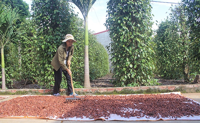 CIC - A flagship for sustainable cocoa development in Vietnam