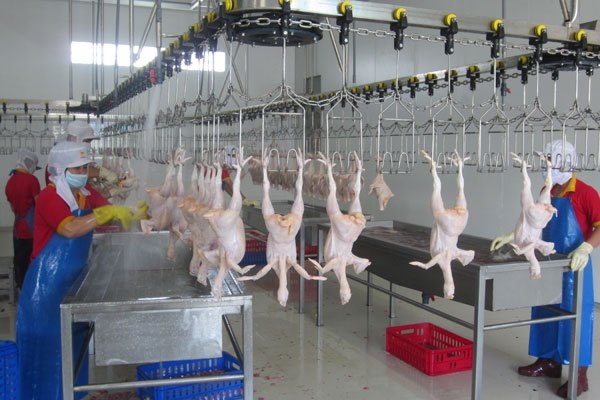 Poultry firms react to avian flu risk
