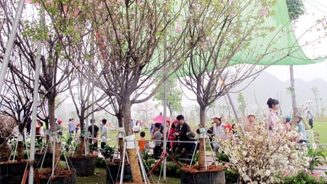 Ha Long to host Cherry blossom festival 2015