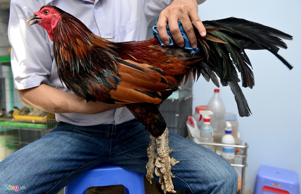 Farm of unique “dragon-scale” chickens in Saigon