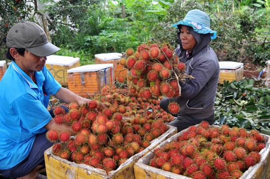 Dong Nai farmers grow Thai rambutan