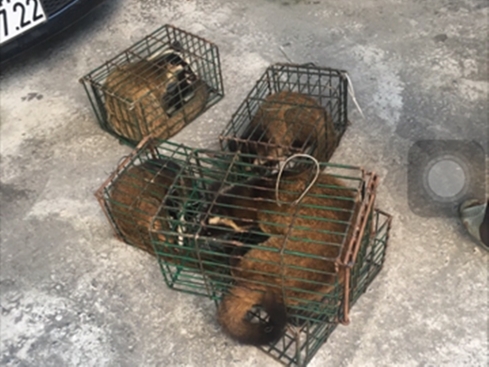 63 civets saved from cruel fate in Vietnam