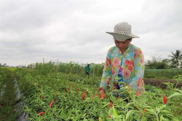 Climate-change adaptation models help farmers escape poverty