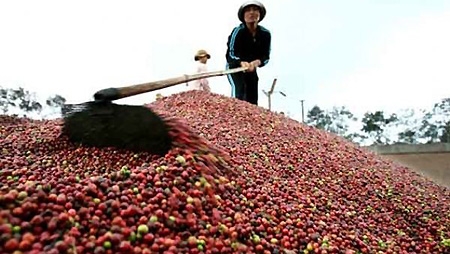 Vietnam’s coffee exports beat Brazil