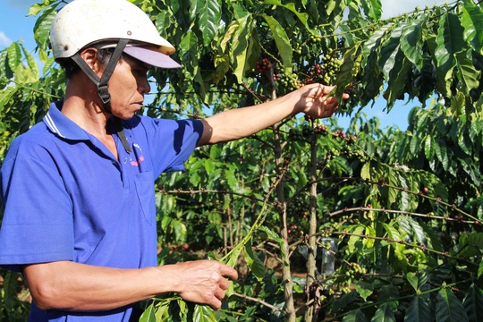 Coffee bean theft rampant in central highlands