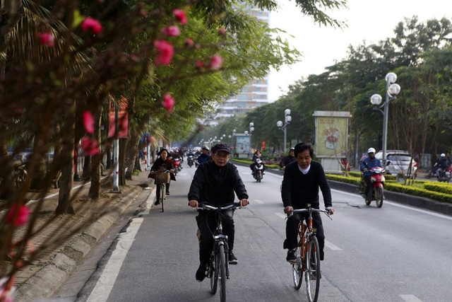 First sight of blossoming peach trees in Hanoi are first sign of Tet