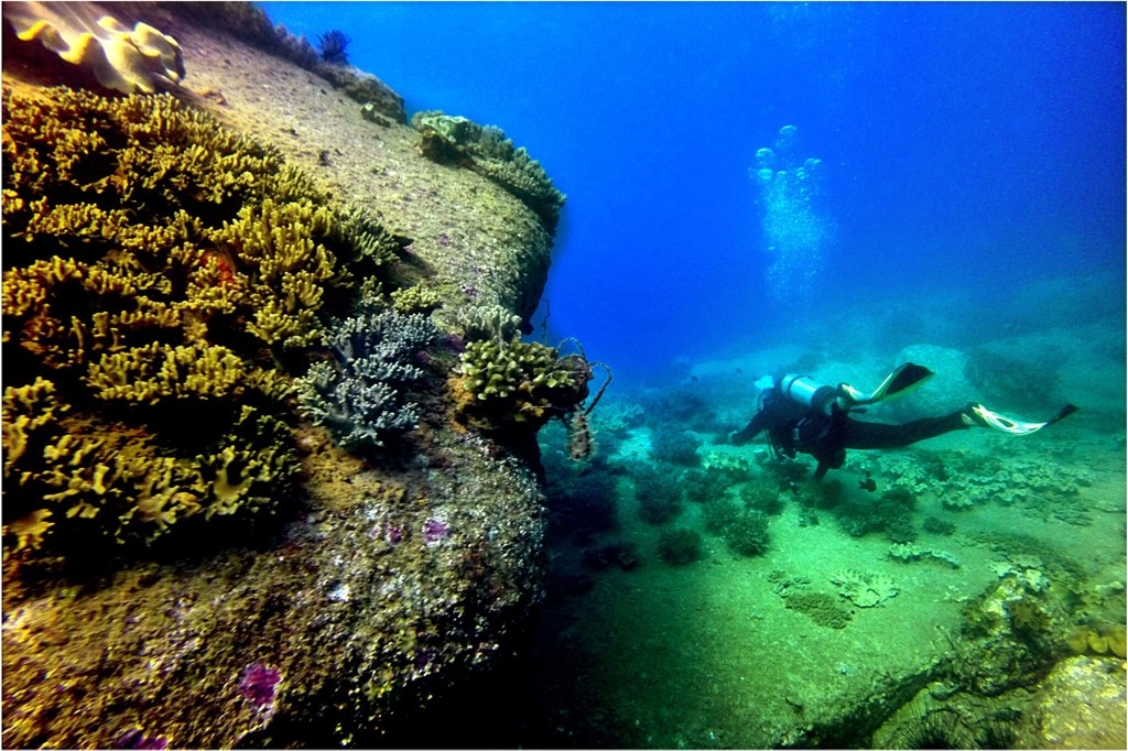 Beautiful coral reefs under the sea of Binh Thuan