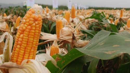 Farmers happy with first GMO corn crops, but concerns remain