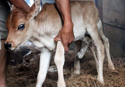 Baby cow with 7 legs astonishes Vietnamese villagers