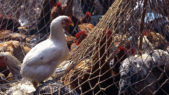 Inclement weather hikes bird flu risk