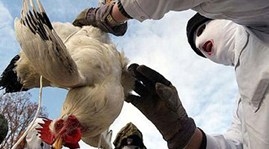 New A/H5N1 strain subtype found in Can Tho