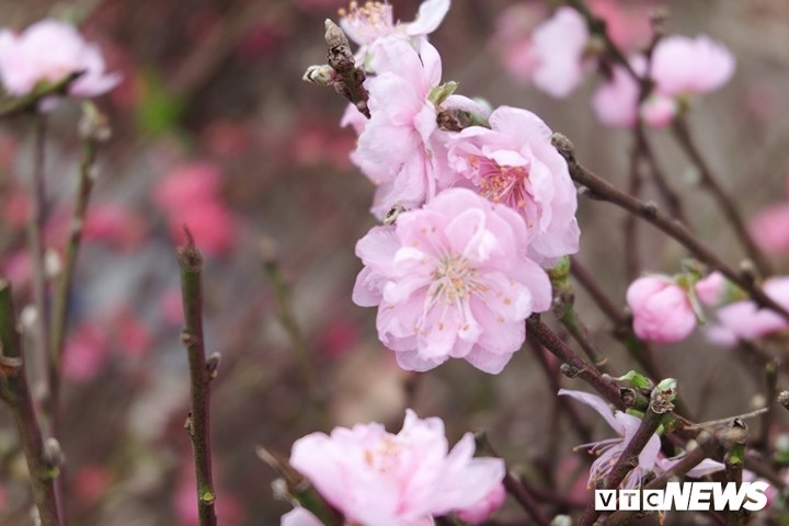 Customers fork out for pricey Nhat Tan peach blossoms