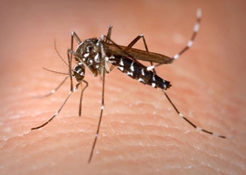 Vietnam reports 260% rise in dengue infections