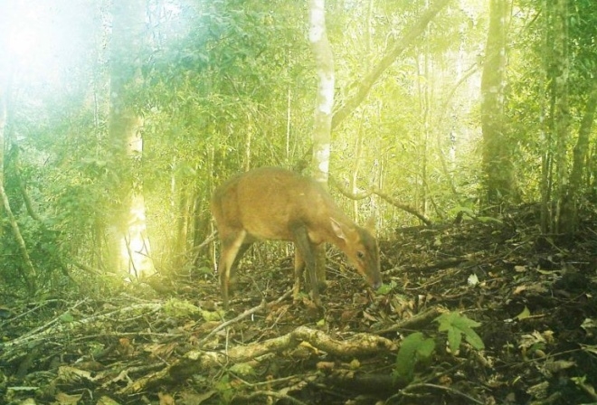 Rare deer species snapped by camera traps in central Vietnam