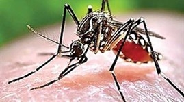 Dengue cases rise at alarming rate