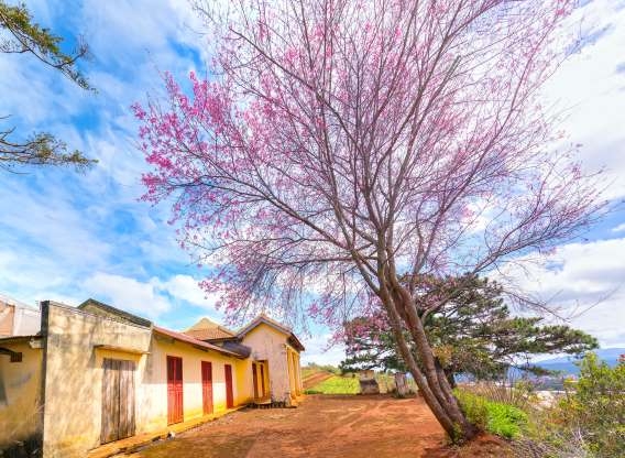 Da Lat and Sa Pa named among best spring destination in Asia