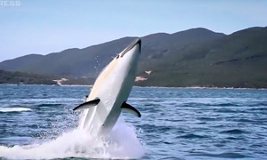 This powerboat in Nha Trang allows you to live like a dolphin, for a while