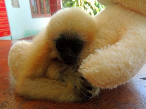 Rare gibbon saved from hunters in central Vietnam