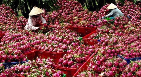 Dragon fruit dominates Vietnam fruit exports