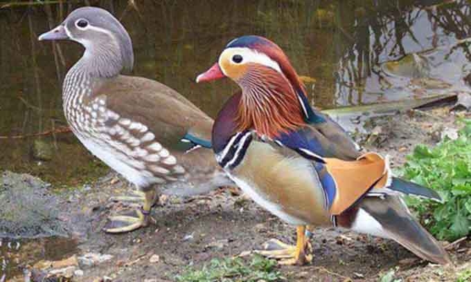 Colorful Mandarin ducks the new favorites of Vietnam pet lovers