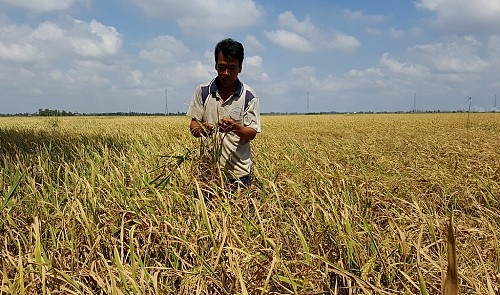 Vietnam’s Mekong Delta faces most serious drought, salinization in 90 years