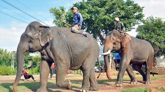 Elephant, canoe rides in Central Highlands