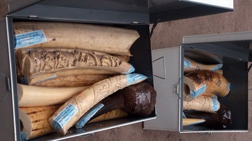 Over 95kg of alleged elephant tusks smuggled from Africa to Vietnam