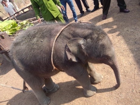 Elephant herd rejects baby rescued in central Vietnam