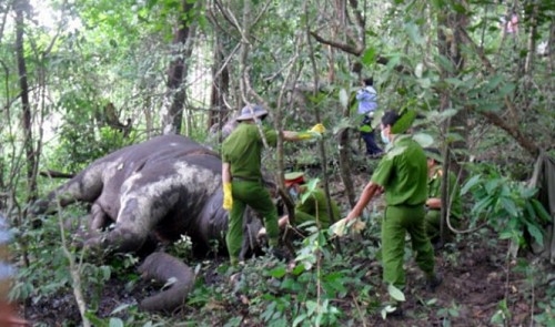 3-month-old elephant found dead at Yok Don national park