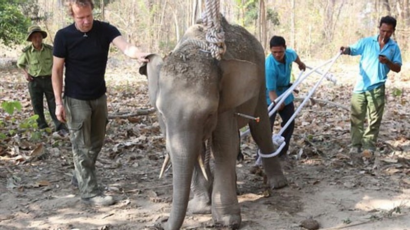 Last elephants dying due to poaching, deforestation