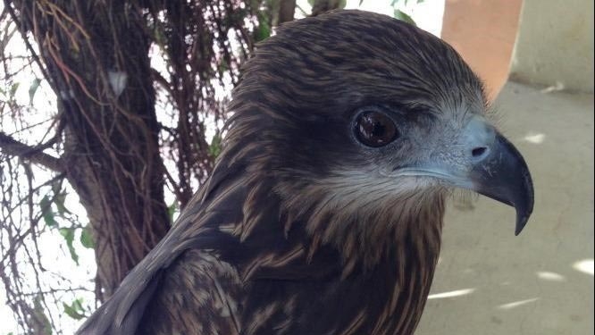 Man fined for keeping endangered bird in central Vietnam