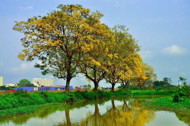 Peacock flower road on the outskirts of Hanoi