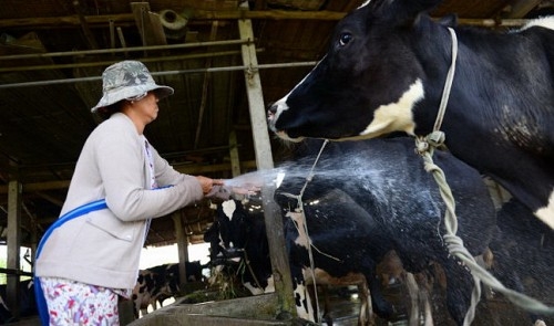 HCM City cow raisers suffer as milk products cannot sell